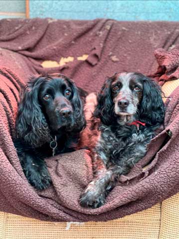 Basil & Saffi
