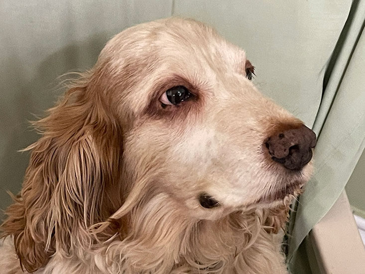 Marley