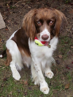 Coco