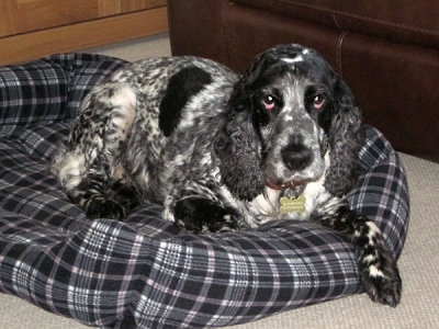 Bailey
