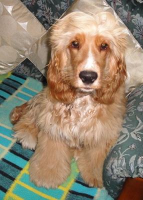 Daisy