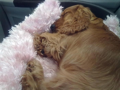 Phoebe