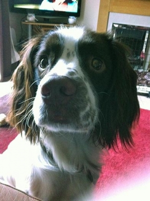 Archie