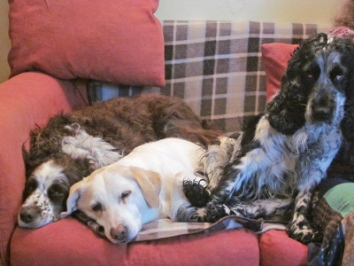 Alfie, Roxy & Olly