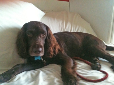 Raffles