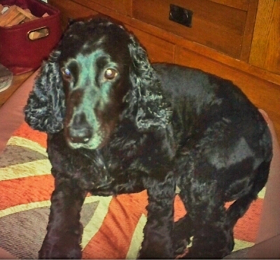 Milo