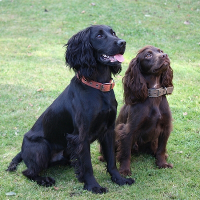 Milo & Paddy