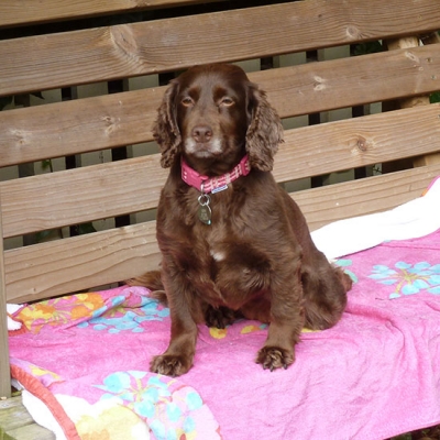 Gracie