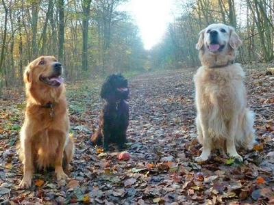 Max and his Flyball companions