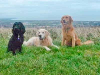 Max and his Flyball companions