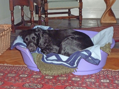 Scamp (Stump)_1