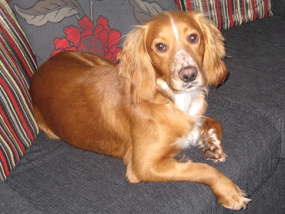 Sammy