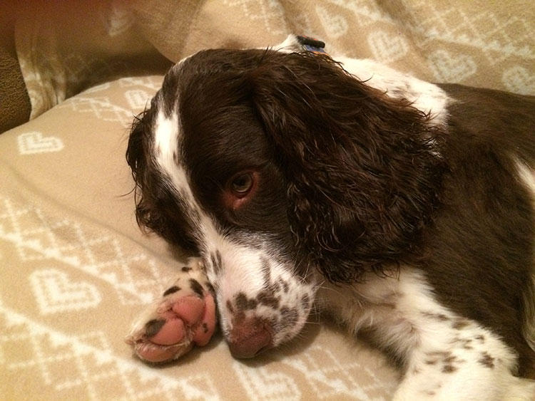 Marley