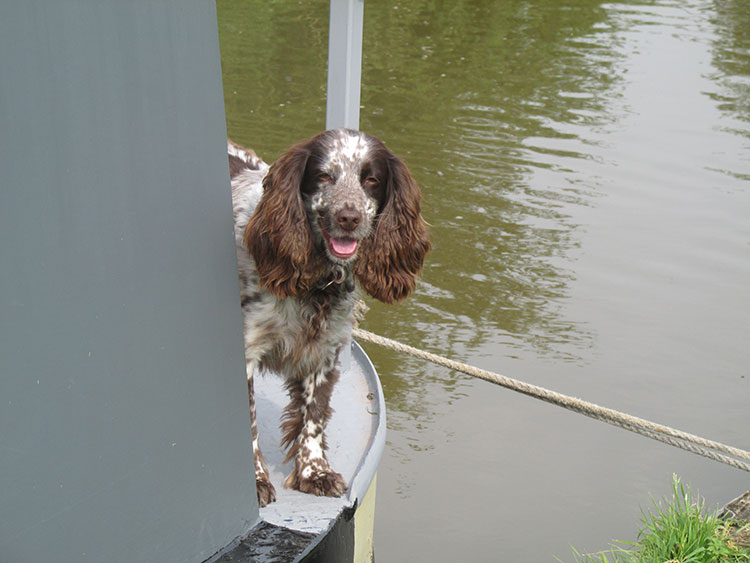 Rolo