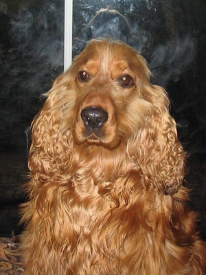 Harvey