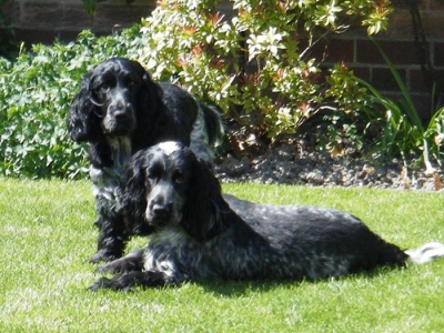 Harvey and Lizzie