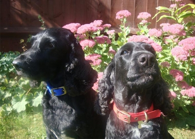 Jarvis & JoJo