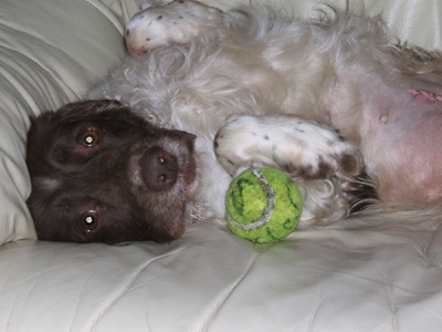 Libby