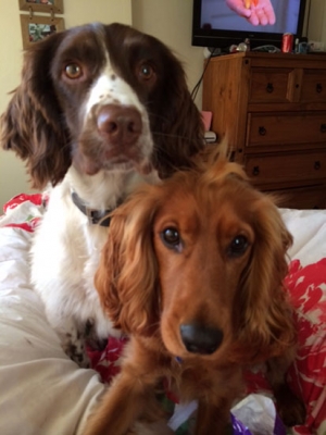 Jasper & Bailey