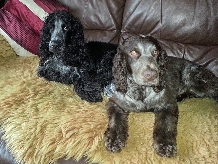 Rafa & Trigger