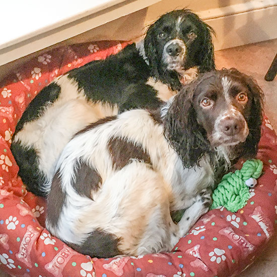 Ollie-&-Arthur_1