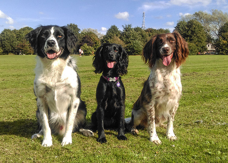 Fleur and the Gang