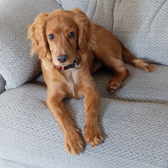 Charlie