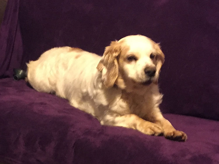 Poppy_1
