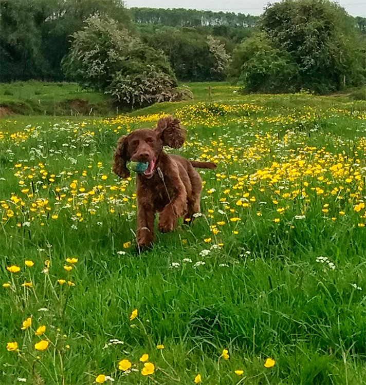 Jakey