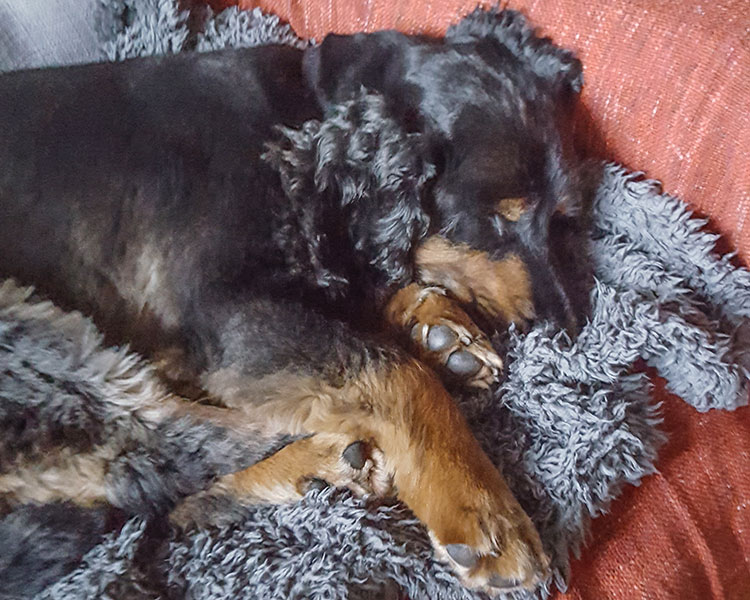 Millie