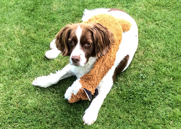 Belle