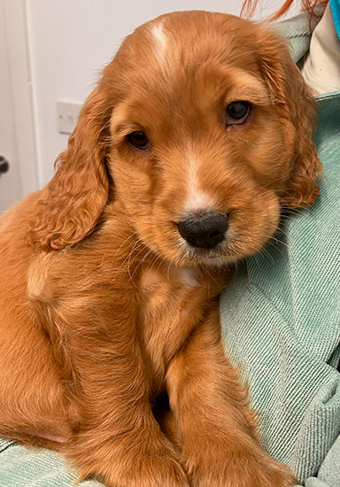 Rupert